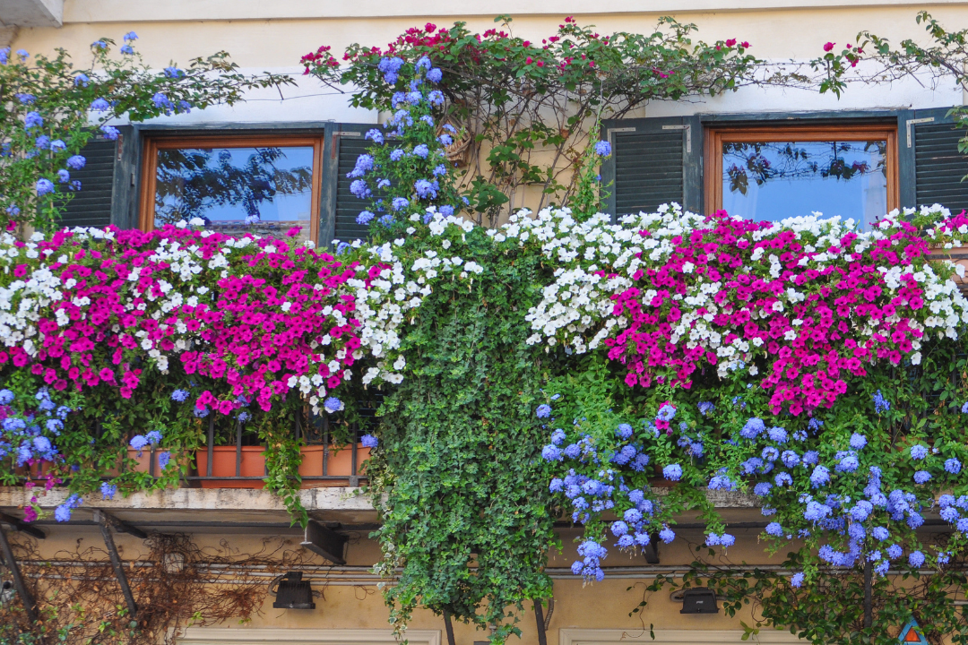 "Componi la tua balconetta": ciclo di incontri sul giardinaggio presso lo Spazio Seicentro